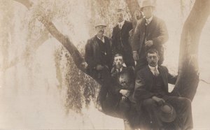 Tree Climbing Trip Party Branch Balancing Amazing Old Postcard