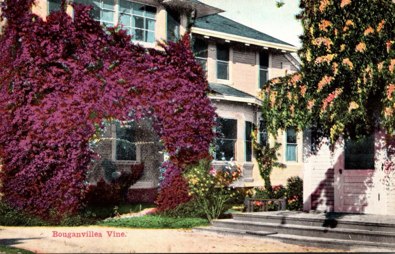 California Beautiful Bougainvillea Vine In Front Of Home