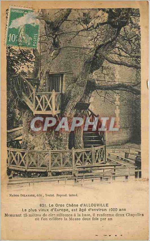 Old Postcard Le Gros Chene Allouville of the oldest in Europe