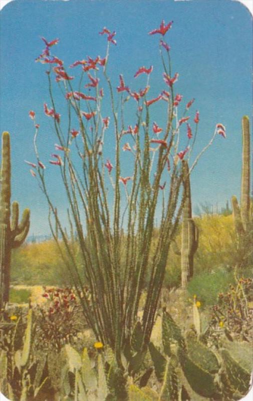 Arizona Cactus Ocotilla 1953