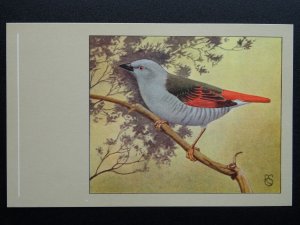 Bird Theme AURORA WAXBILL c1950s Postcard by P. Sluis Series 3 No.32