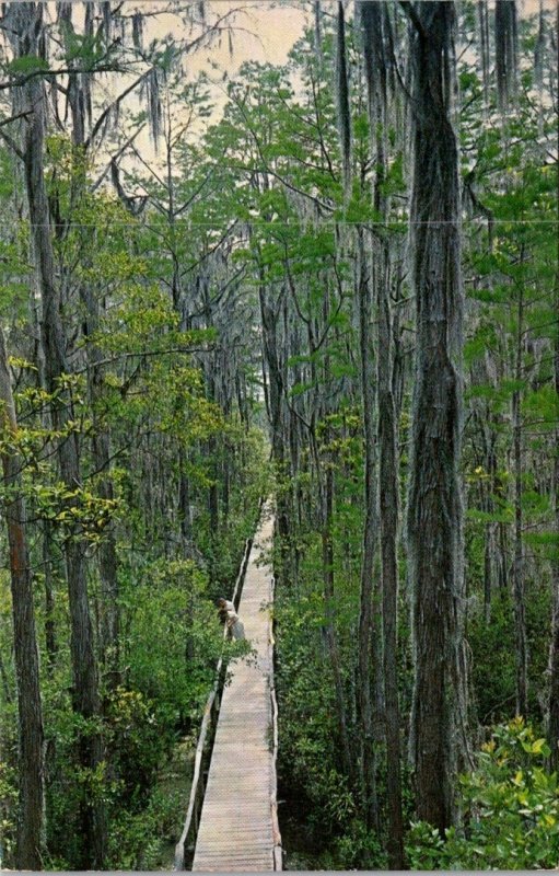 Georgia, Waycross - The Boardwalk - Okefenokee Swamp Park - [GA-130]