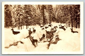 WW2 1943  US Navy  Farragut  Idaho  RPPC  Herd of White Tail Deer   Postcard