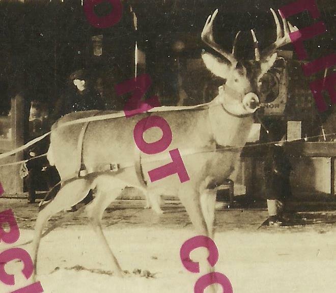 Blackduck MINNESOTA RPPC c1920 DEER SLED Main Street GENERAL STORE Kid CHRISTMAS