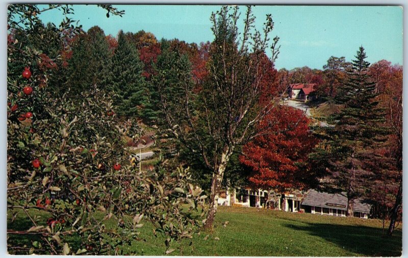 c1960s Little Switzerland, NC Blue Ridge Parkway Birds Eye Farm Store PC A240