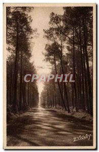 Old Postcard Landscape A road in the Landes pine forest