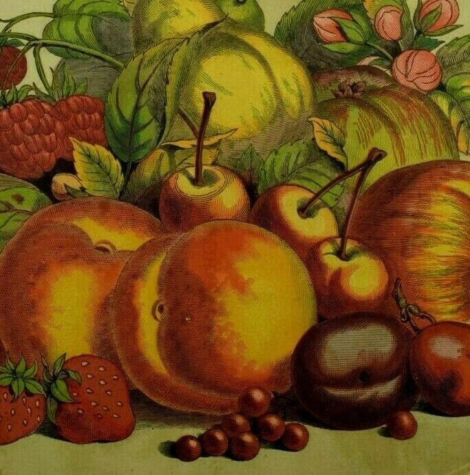 1880's Big Victorian Scrap Colorful Fruit Plums Peaches Cherries Fab! 7R