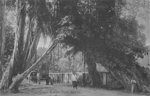 THE KALTURA BANYON TREE CEYLON POSTCARD (c. 1910)