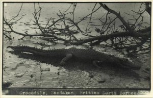 british north borneo, SABAH SANDAKAN, Large Crocodile (1930s) Real Photo