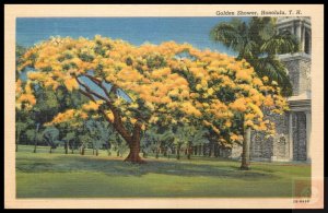 Golden Shower, Honolulu, HI
