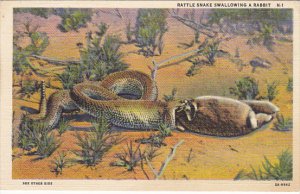 Rattlesnake Swallowing A Rabbit Curteich