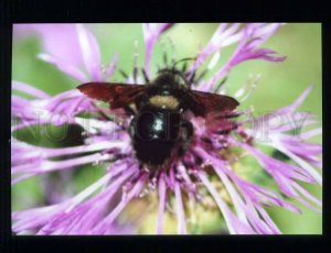 211832 SPAIN CADIZ bee on a flower photo