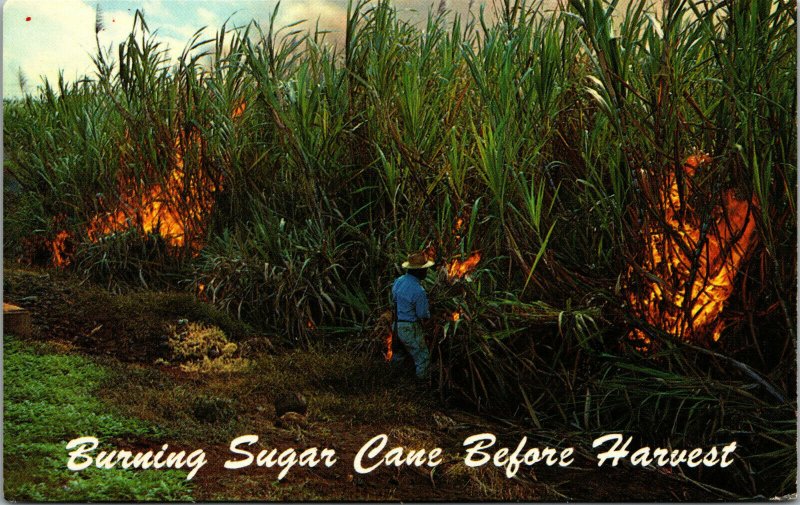 Vtg Burning Sugar Can Before Harvest Hawaii HI Postcard