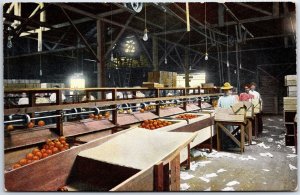 VINTAGE POSTCARD GRADING ORANGES (FLORIDA PRODUCTION LINE) PRINTED GERMANY 1910s