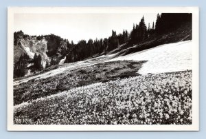 RPPC Paradise Valley Mount Rainier National Park WA Washington Postcard N12