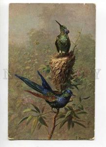 264604 Hummingbird BIRD in Nest by MESMER Vintage postcard