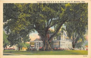 Marietta Ohio 1930s Postcard Largest Elm Tree In US
