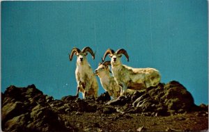 Alaskan Dall Sheep
