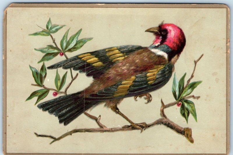 c1880s Fantasy Exotic Bird Embossed Litho Stock Large 5.75 Trade Card Rare 1L