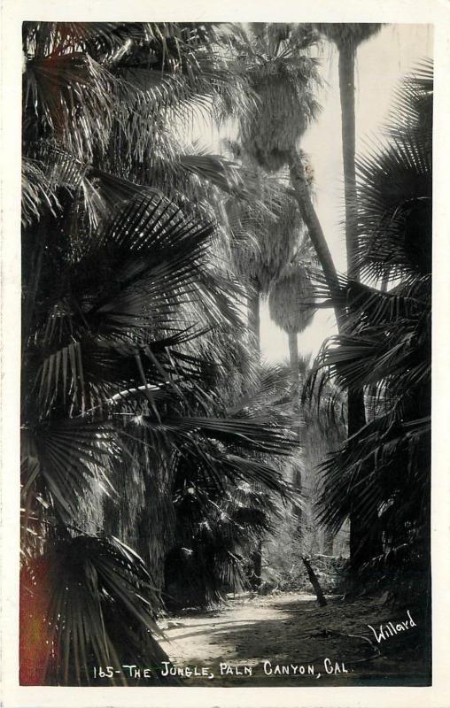 #165. The Jungle, Palm Canyon, CA Real Photo Postcard