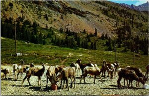 Canada Canadian Rockies Bighorn Sheep