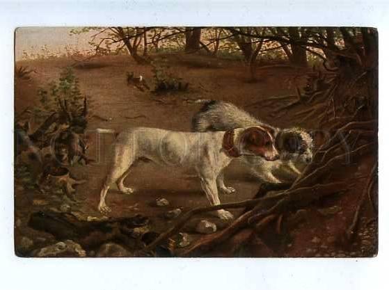 182997 Hare HUNTING with dog TERRIER Vintage postcard