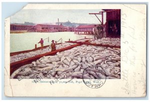 1905 Salmon Catch 30,000 Fish Puget Sounds Washington WA Posted Antique Postcard