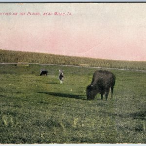 1908 Miles, IA Deer & Buffalo on Plains Rare Iowa Litho Photo Corn Kropp PC A168