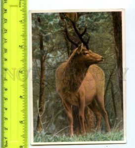 420829 GERMANY humans animals Canada Deer hunt OLD Tobacco Card w/ ADVERTISING