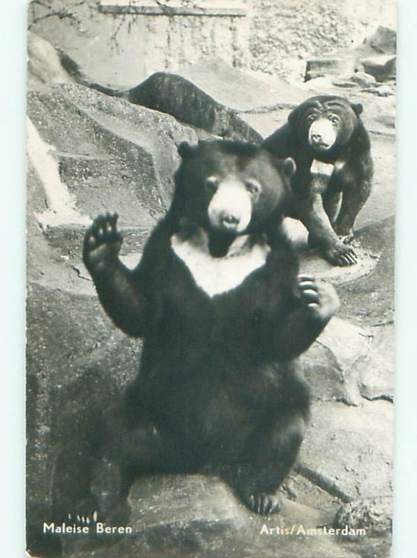 rppc 1955 BEARS AT THE ZOO IN AMSTERDAM NETHERLANDS AC8229