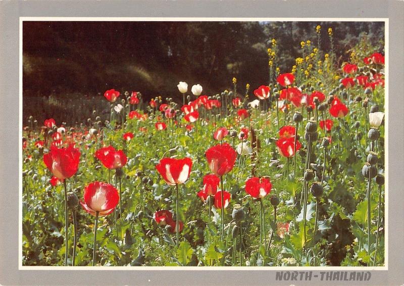 BT12130 Opium flowers in beautiful fields a well known triangle         Thailand