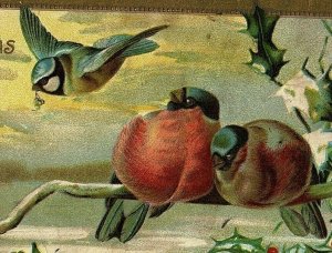 1907-15 Postcard Christmas Birds Wishes Best Holly Vtg Bird Embossed Gilt Edge 