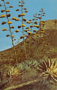 Basin Concession Camp Gigantic Century Plants - Big Bend National Park, Texas...