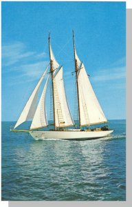 Cape Cod Massachusetts/MA Postcard, Majestic Seventy-Two Foot Schooner