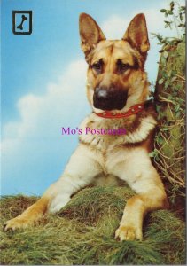 Animals Postcard - Pet Dogs, German Shepherd, Alsatian   RR20535