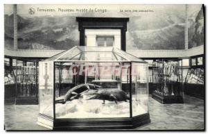 Old Postcard Tervueren New Museum of Congo The room crocodiles