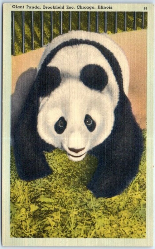 Postcard - Giant Panda, Brookfield Zoo - Chicago, Illinois