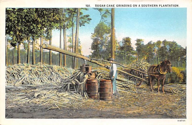 Sugar Cane Grinding on a Southern Plantation Farming Unused 