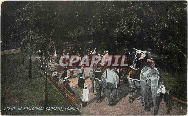 Postcard Old Scene in London Zoological Gardens Elephant