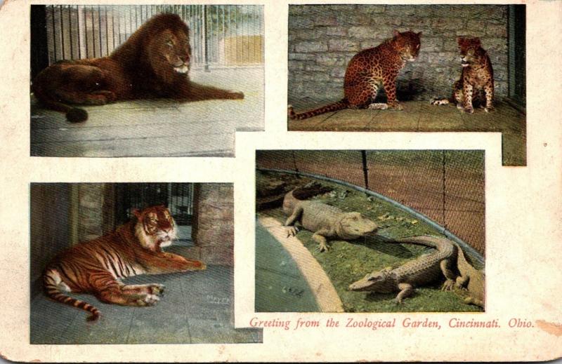 Ohio Cincinnati Greetings From Zoological garden With Lion Tiger & More