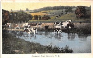 Cows Drinking Water Geneseo, New York  