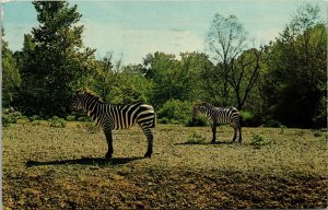 Zebras Memphis Zoo Overton Park Tennessee Postcard