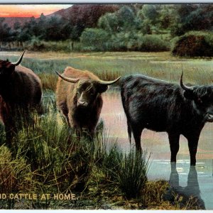 c1910s Highland Cattle at Home Scotland Postcard Bulls Marsh Water A376