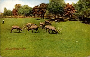 New York Zoological Park Part Of Elk Herd