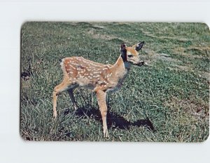 Postcard Appealing little babe of the woods Waldhof On Eagle Lake Canada