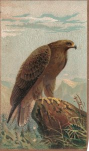 1880s-90s Falcon Bird on a Rock Mountain & Sky in Background Trade Card