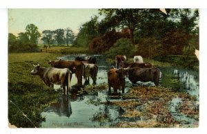 Cattle - Noon Day Rest  (cracks, creases, chips)