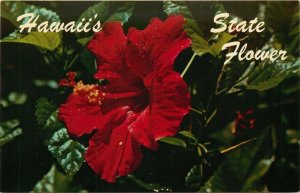Red Hibiscus, The Official State Flower of Hawaii  Vintage Postcard