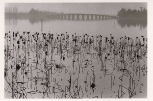 Dead Lorus Leaves 1960s Kunming Lake Beijing China Photo Postcard