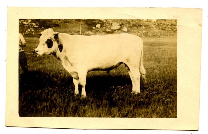 A Bum Steer?     *RPPC